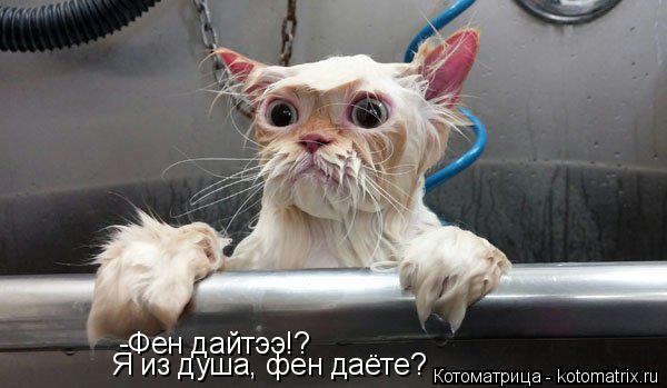 -Фен дайтээ!? Я из душа, фен даёте?... Котоматрица: -Фен дайтээ!? Я из душа, фен даёте?