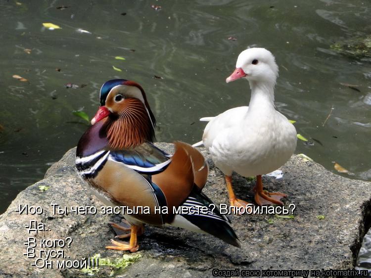 -Иоо, Ты чего застыла на месте? Влюбилась? -Да.. -В кого? -В гуся.. -Он моой!!!... Котоматрица: -Иоо, Ты чего застыла на месте? Влюбилась? -Да.. -В кого? -В гуся.. -Он моой!!!