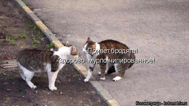 -Привет,бродяга! -Здорово..мурло чипированное!... Котоматрица: -Привет,бродяга! -Здорово..мурло чипированное!
