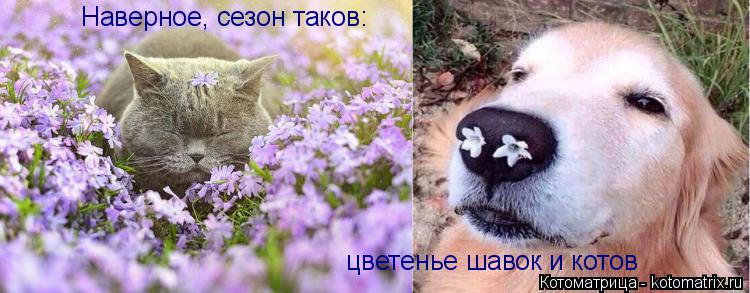 Наверное, сезон таков: цветенье шавок и котов... Котоматрица: Наверное, сезон таков: цветенье шавок и котов