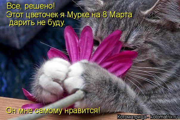 Все, решено! Он мне самому нравится! Этот цветочек я Мурке на 8 Марта дарить не буду.... Котоматрица: Все, решено! Он мне самому нравится! Этот цветочек я Мурке на 8 Марта дарить не буду.