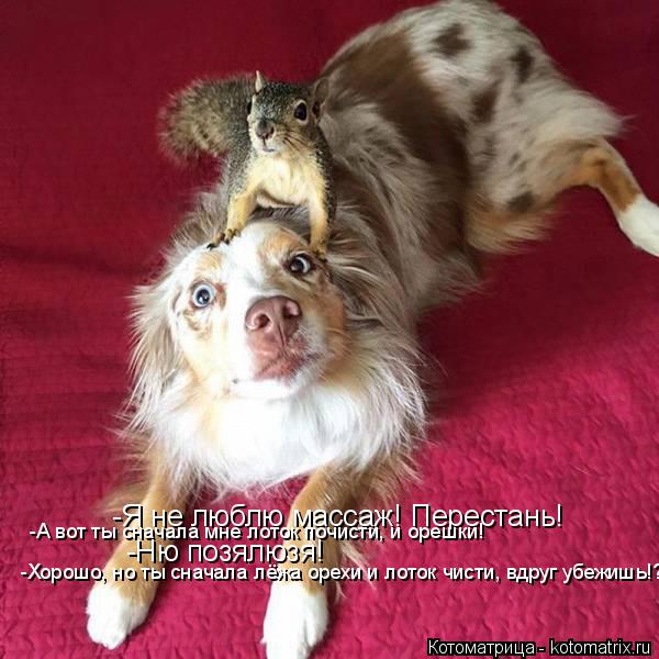 -Я не люблю массаж! Перестань! -А вот ты сначала мне лоток почисти, и орешки! -Ню позялюзя! -Хорошо, ... Котоматрица: -Я не люблю массаж! Перестань! -А вот ты сначала мне лоток почисти, и орешки! -Ню позялюзя! -Хорошо, но ты сначала лёжа орехи и лоток чисти, вдру