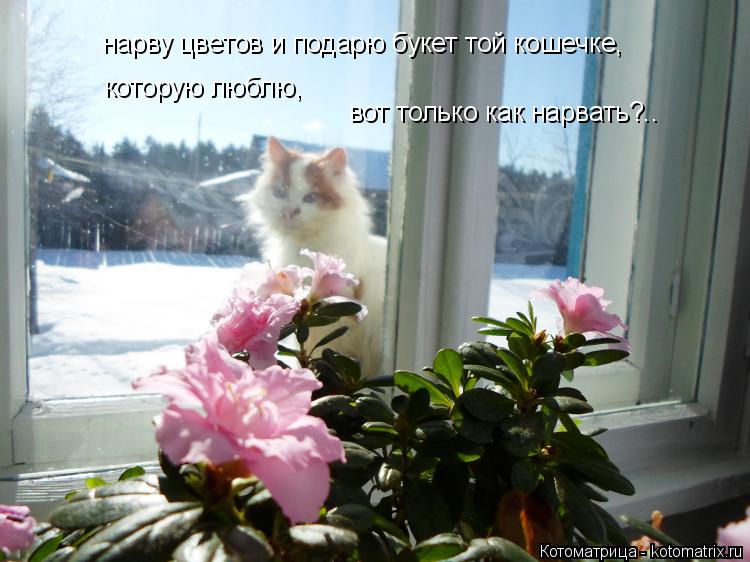 Котоматрица: нарву цветов и подарю букет той кошечке, которую люблю, вот только как нарвать?..