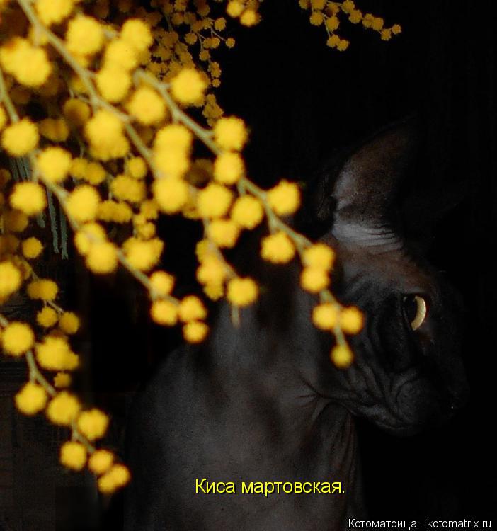 Котоматрица: Киса мартовская.