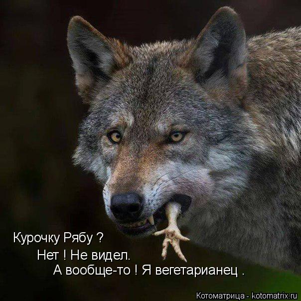 Котоматрица: Курочку Рябу ? Нет ! Не видел. А вообще-то ! Я вегетарианец .