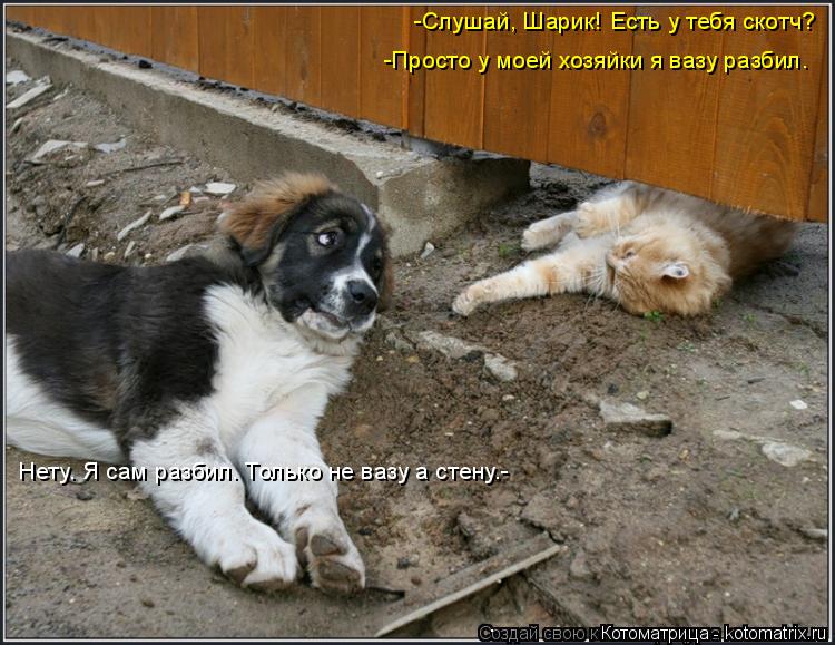 Котоматрица: -Слушай, Шарик! Есть у тебя скотч? -Просто у моей хозяйки я вазу разбил. Нету. Я сам разбил. Только не вазу а стену.-