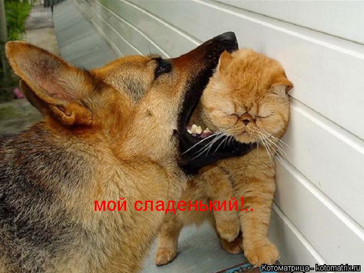 Котоматрица: мой сладенький!..