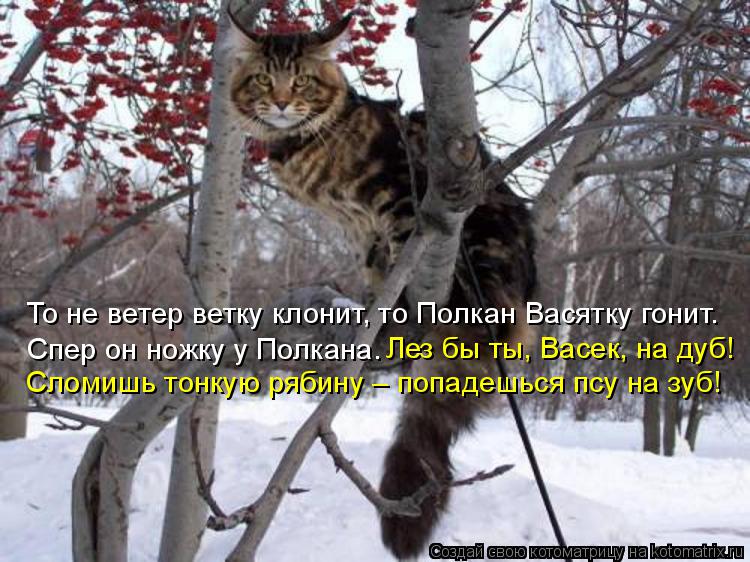 Котоматрица: То не ветер ветку клонит, то Полкан Васятку гонит. Спер он ножку у Полкана.  Лез бы ты, Васек, на дуб! Сломишь тонкую рябину – попадешься псу н