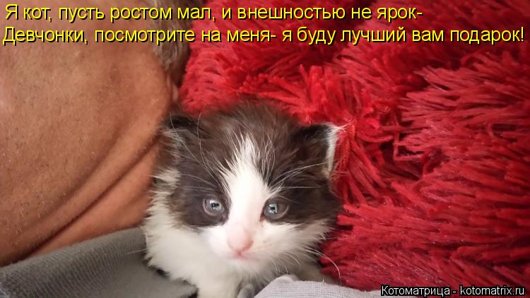 Котоматрица: Я кот, пусть ростом мал, и внешностью не ярок- Девчонки, посмотрите на меня- я буду лучший вам подарок!