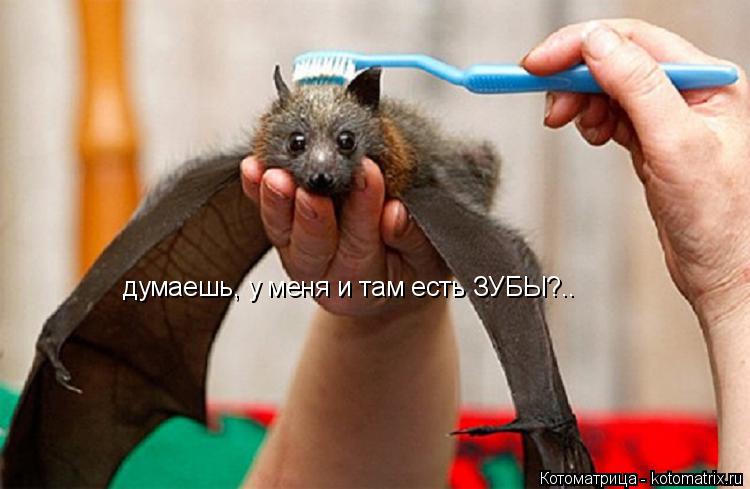 Котоматрица: думаешь, у меня и там есть ЗУБЫ?..