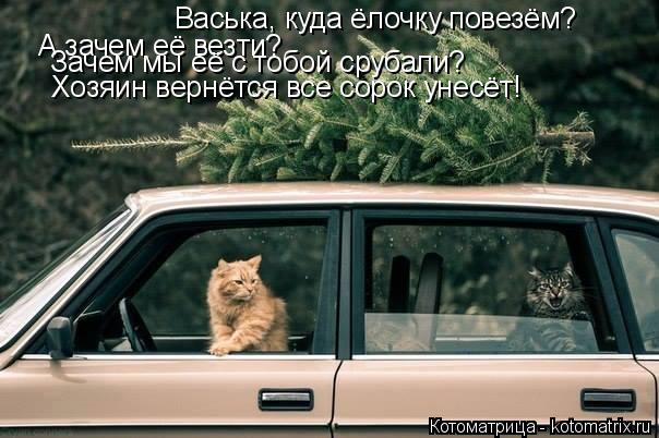 Васька, куда ёлочку повезём? А зачем её везти? Зачем мы её с тобой срубали? Хозяин вернётся все соро... Котоматрица: Васька, куда ёлочку повезём? А зачем её везти? Зачем мы её с тобой срубали? Хозяин вернётся все сорок унесёт!