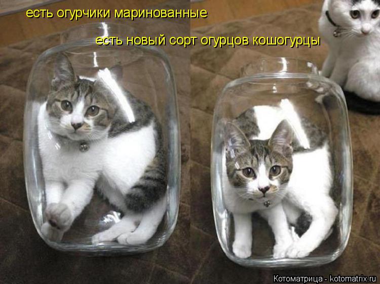 Котоматрица: есть огурчики маринованные есть новый сорт огурцов кошогурцы