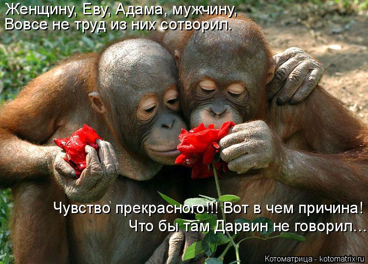 Котоматрица: Женщину, Еву, Адама, мужчину,  Вовсе не труд из них сотворил. Чувство прекрасного!!! Вот в чем причина! Что бы там Дарвин не говорил…