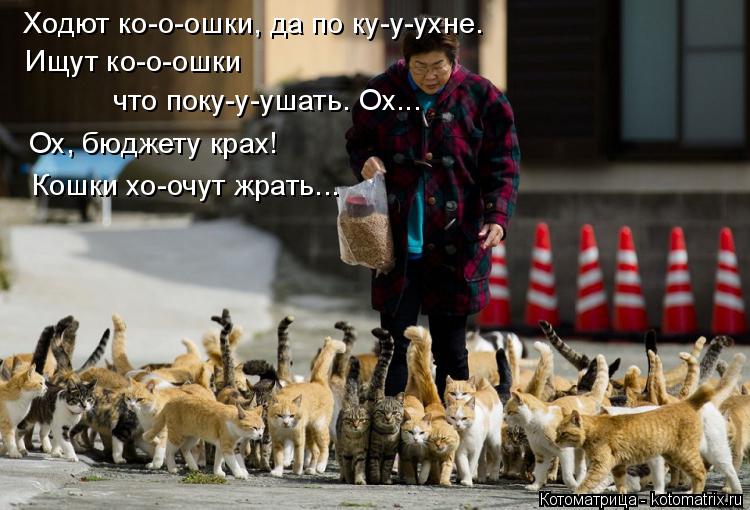 Котоматрица: Ходют ко-о-ошки, да по ку-у-ухне. Ищут ко-о-ошки  что поку-у-ушать. Ох... Ох, бюджету крах! Кошки хо-очут жрать...