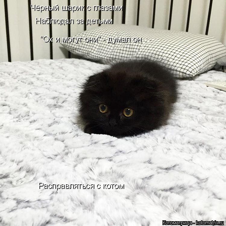 Котоматрица: Чёрный шарик с глазами  Наблюдал за детьми "Ох и могут они" - думал он Расправляться с котом