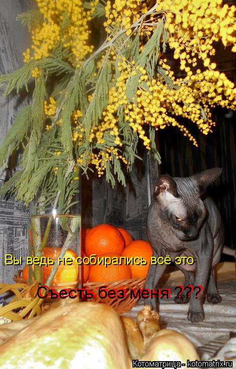 Котоматрица: Вы ведь не собирались всё это  Съесть без меня ??? Съесть без меня ???