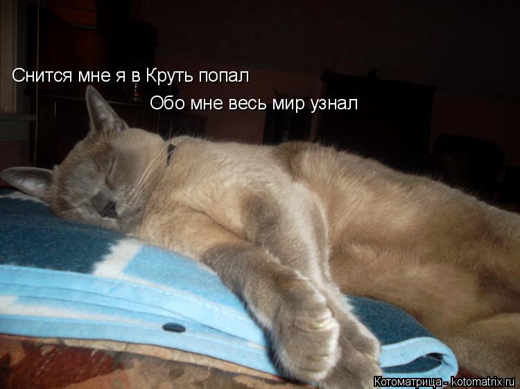 Котоматрица: Снится мне я в Круть попал Обо мне весь мир узнал