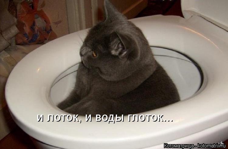 Котоматрица: и лоток, и воды глоток...