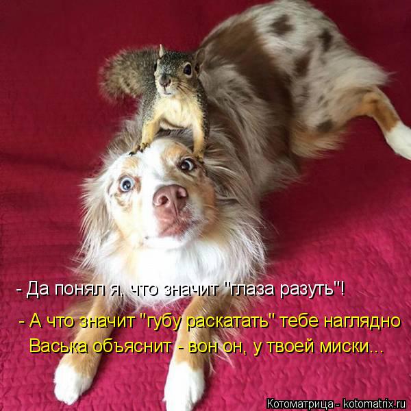 - Да понял я, что значит "глаза разуть"! - А что значит "губу раскатать" тебе наглядно Васька объясн... Котоматрица: - Да понял я, что значит "глаза разуть"! - А что значит "губу раскатать" тебе наглядно Васька объяснит - вон он, у твоей миски...