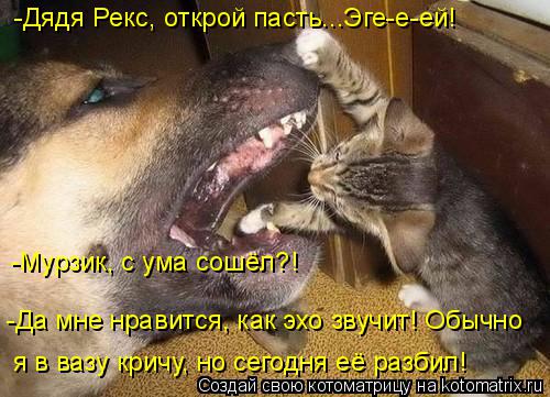 Котоматрица: -Дядя Рекс, открой пасть...Эге-е-ей! -Мурзик, с ума сошёл?! -Да мне нравится, как эхо звучит! Обычно я в вазу кричу, но сегодня её разбил!