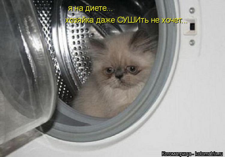 Котоматрица: я на диете... хозяйка даже СУШИть не хочет...