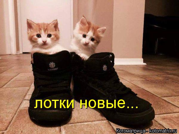 Котоматрица: лотки новые...