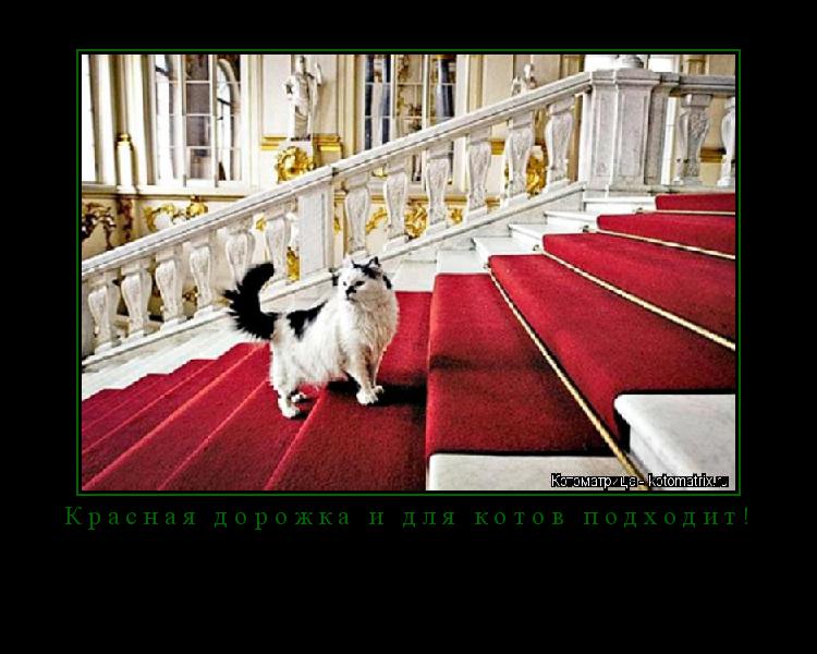 Красная дорожка и для котов подходит! ... Котоматрица: Красная дорожка и для котов подходит!