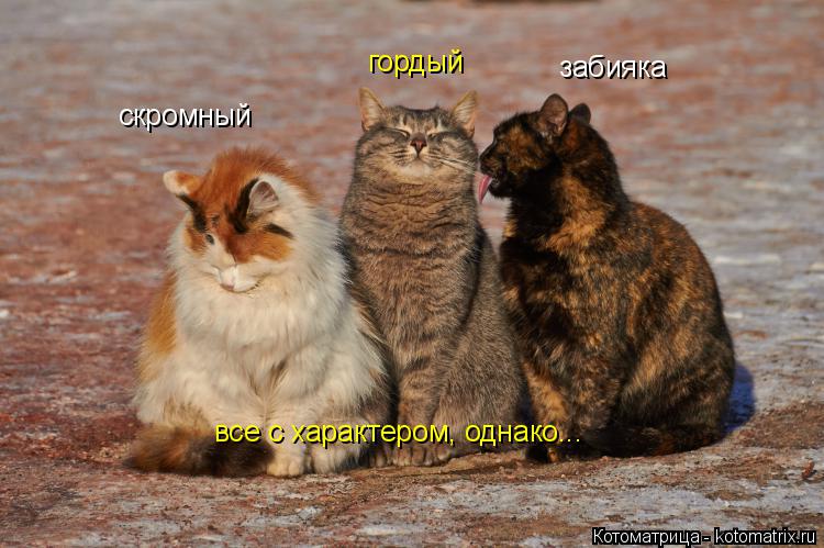 Котоматрица: скромный гордый забияка все с характером, однако...