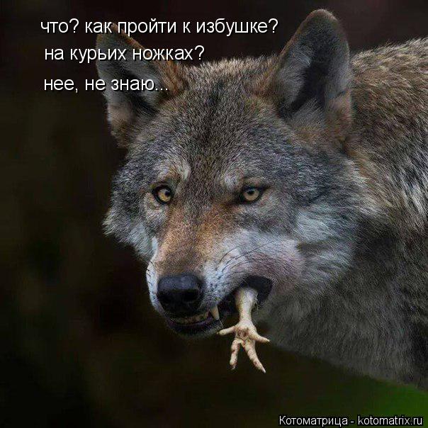 Котоматрица: что? как пройти к избушке? на курьих ножках? нее, не знаю...