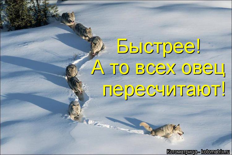 Котоматрица: А то всех овец пересчитают! Быстрее!