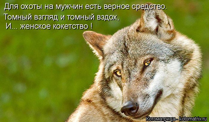 Котоматрица: Для охоты на мужчин есть верное средство. Томный взгляд и томный вздох, И... женское кокетство !