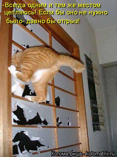 Котоматрица: -Всегда одним и тем же местом  цепляюсь! Если бы оно не нужно  было- давно бы отгрыз!