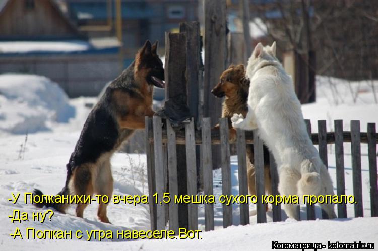 Котоматрица: -У Полканихи-то вчера 1,5 мешка сухого корма пропало. -Да ну? -А Полкан с утра навеселе.Вот.