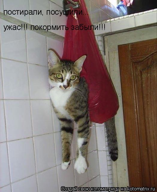 Котоматрица: постирали, посушили... ужас!!! покормить забыли!!!
