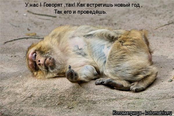 Котоматрица: У нас ! Говорят ,так! Как встретишь новый год , Так его и проведёшь.