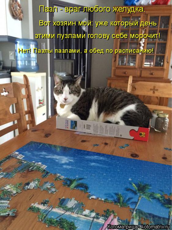 Котоматрица: Пазл - враг любого желудка. Вот хозяин мой: уже который день  этими пузлами голову себе морочит! Нет! Пазлы пазлами, а обед по расписанию!