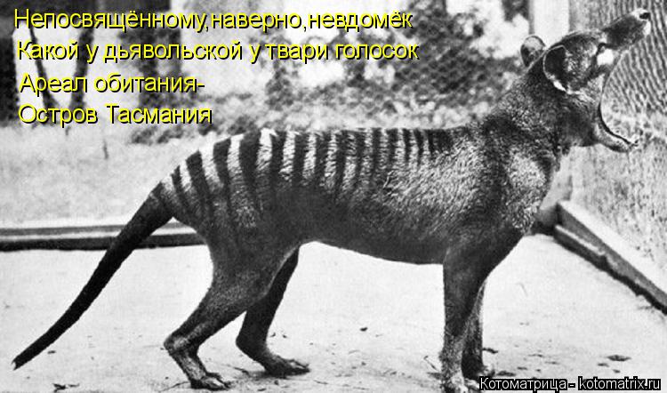 Котоматрица: Непосвящённому,наверно,невдомёк Какой у дьявольской у твари голосок Ареал обитания- Остров Тасмания