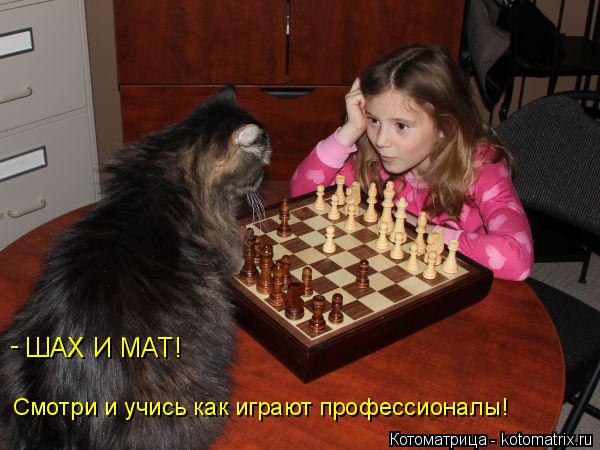 Котоматрица: Смотри и учись как играют профессионалы! ШАХ И МАТ! -