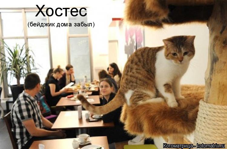 Котоматрица: Хостес (бейджик дома забыл)
