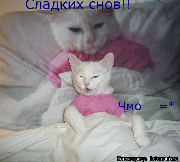 Сладких снов!! Чмо =*... Котоматрица: Сладких снов!! Чмо =*