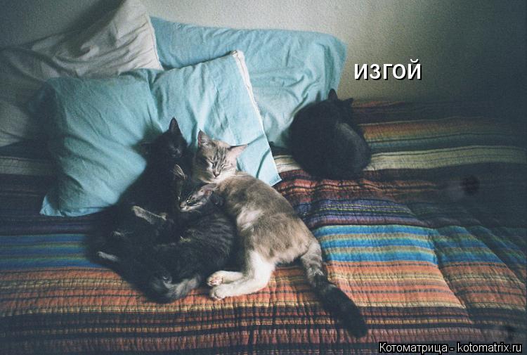 Котоматрица: изгой