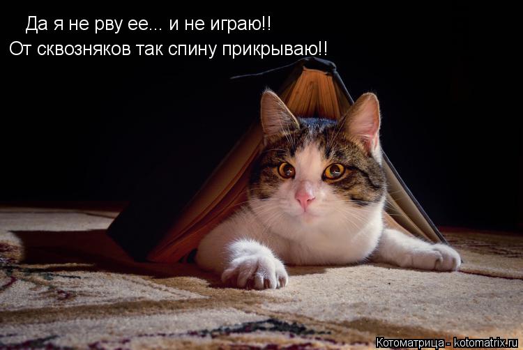 Котоматрица: Да я не рву ее... и не играю!! От сквозняков так спину прикрываю!!