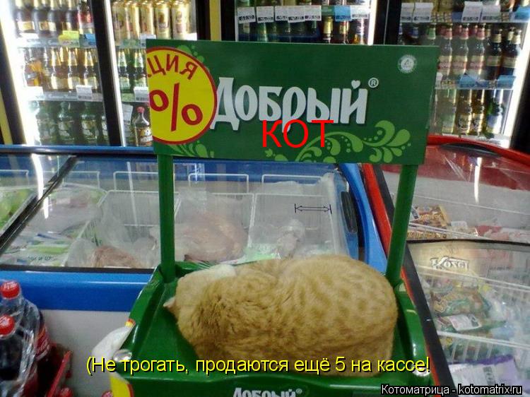 Котоматрица: КОТ (Не трогать, продаются ещё 5 на кассе!