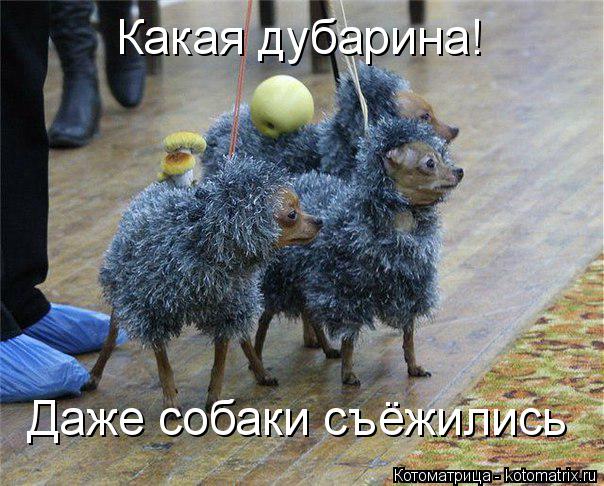 Котоматрица: Какая дубарина! Даже собаки съёжились