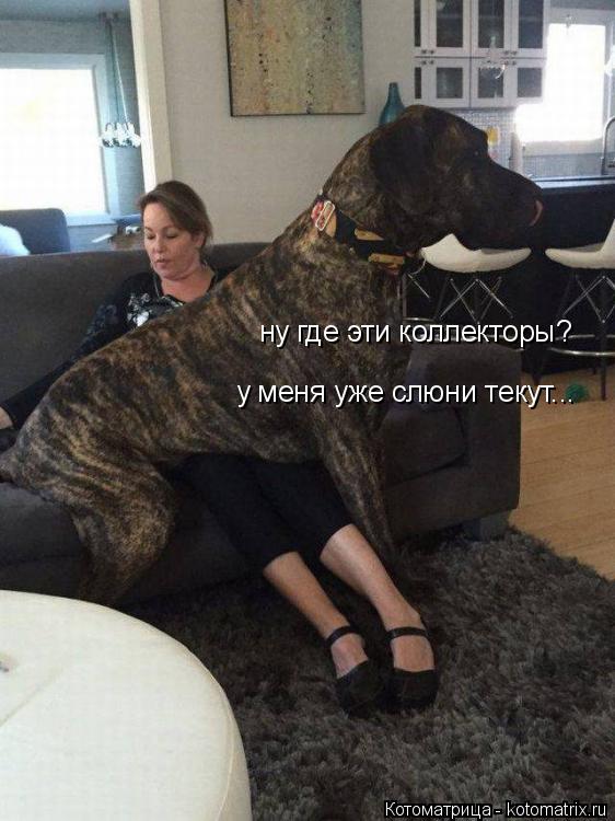 ну где эти коллекторы? у меня уже слюни текут...... Котоматрица: ну где эти коллекторы? у меня уже слюни текут...