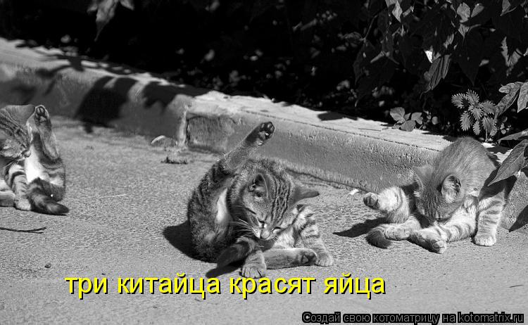 три китайца красят яйца... Котоматрица: три китайца красят яйца