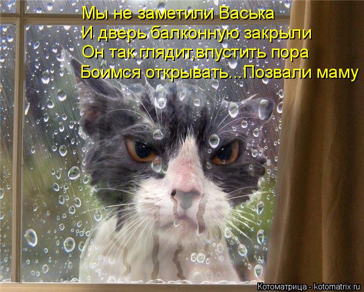 И дверь балконную закрыли Мы не заметили Васька Мы не заметили Васька Он так глядит,впустить пора Бои... Котоматрица: И дверь балконную закрыли Мы не заметили Васька Мы не заметили Васька Он так глядит,впустить пора Боимся открывать...Позвали маму