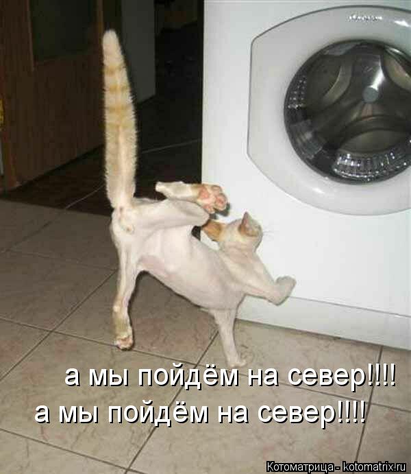 а мы пойдём на север!!!! а мы пойдём на север!!!!... Котоматрица: а мы пойдём на север!!!! а мы пойдём на север!!!!
