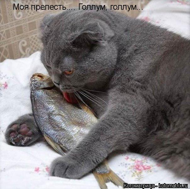 Котоматрица: Моя прелесть.... Голлум, голлум...