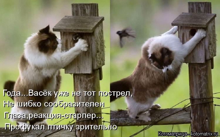 Года...Васёк уже не тот пострел, Не шибко сообразителен Глаза,реакция-старпер... Профукал птичку зрит... Котоматрица: Года...Васёк уже не тот пострел, Не шибко сообразителен Глаза,реакция-старпер... Профукал птичку зрительно
